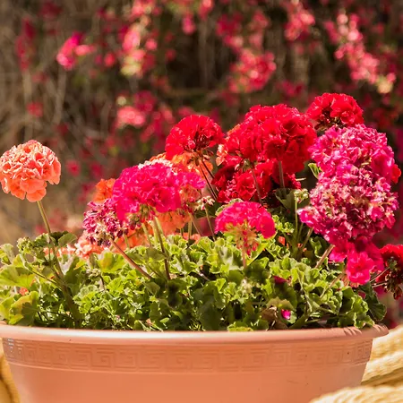 Flacalco & 호텔 4*