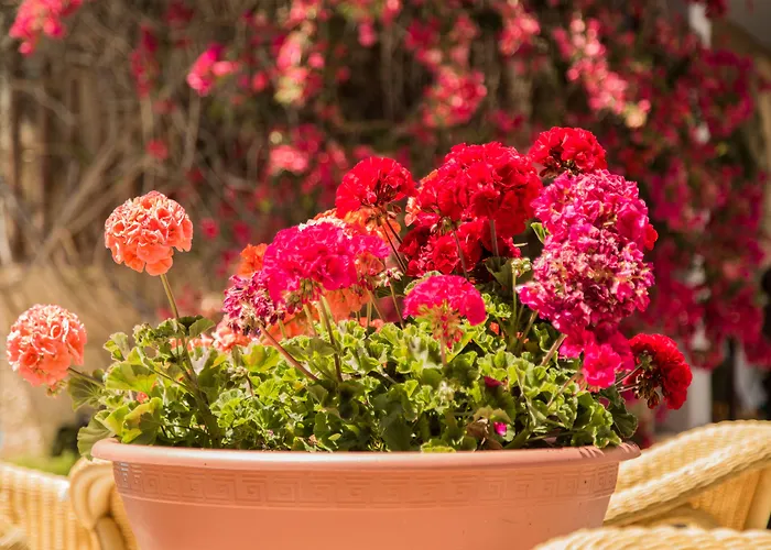 Flacalco & Ξενοδοχείο 4*